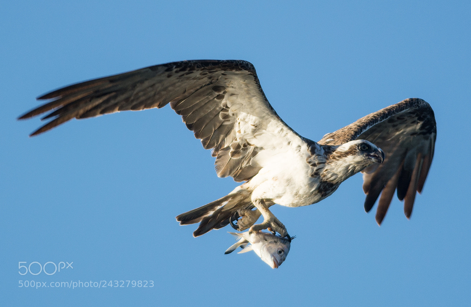Nikon D7100 sample photo. Osprey grabbing evening meal photography
