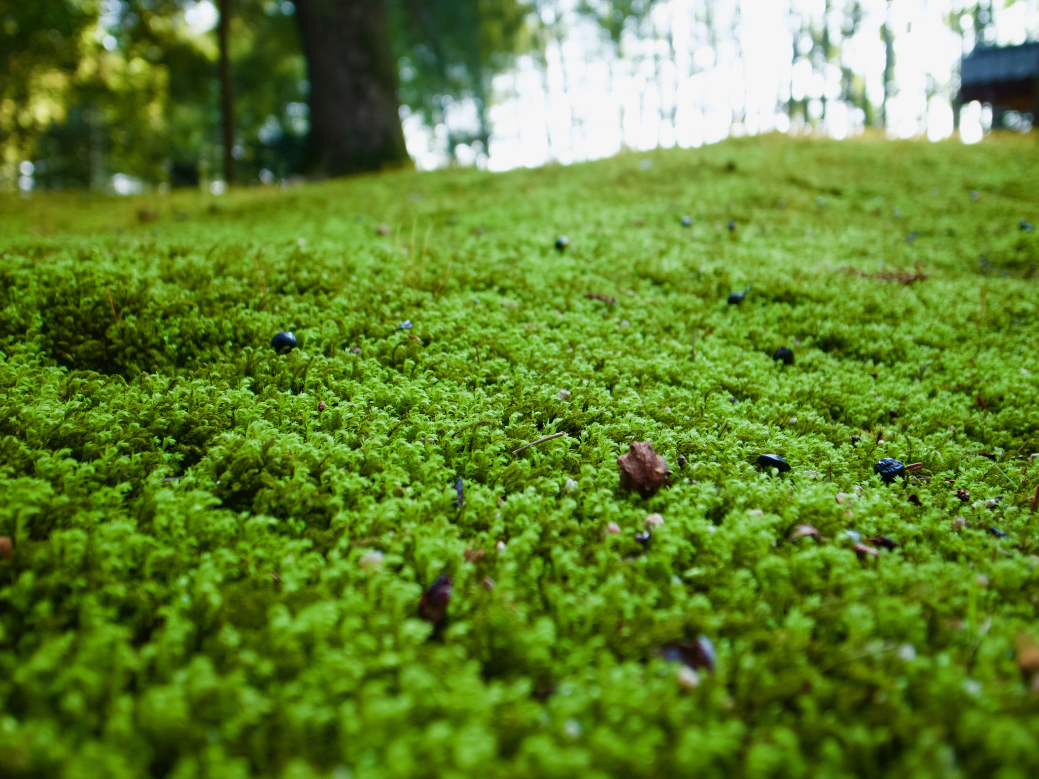 Ricoh GR DIGITAL 4 sample photo. Koke photography