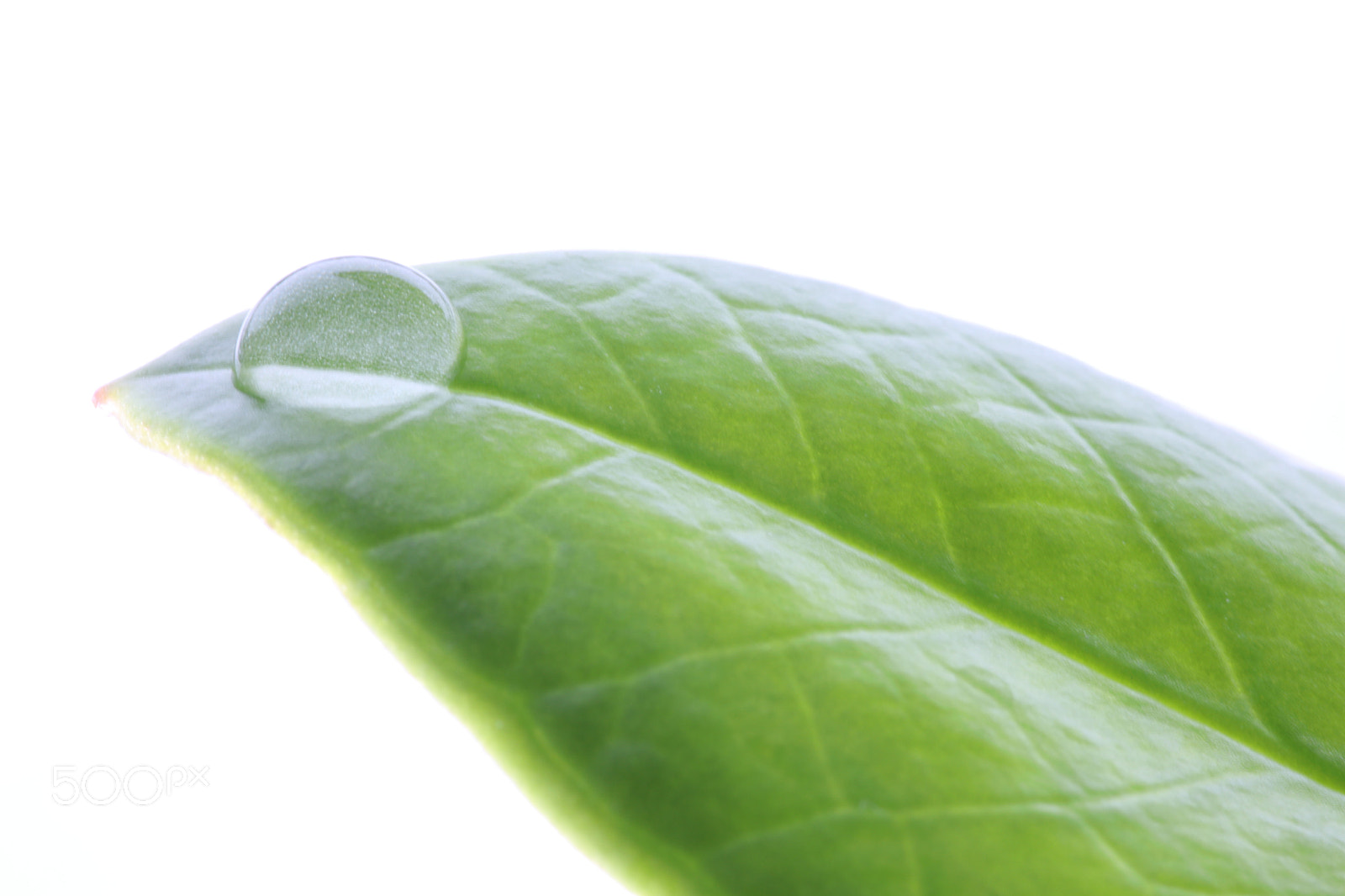 Canon EOS 77D (EOS 9000D / EOS 770D) sample photo. Drop on leaf photography