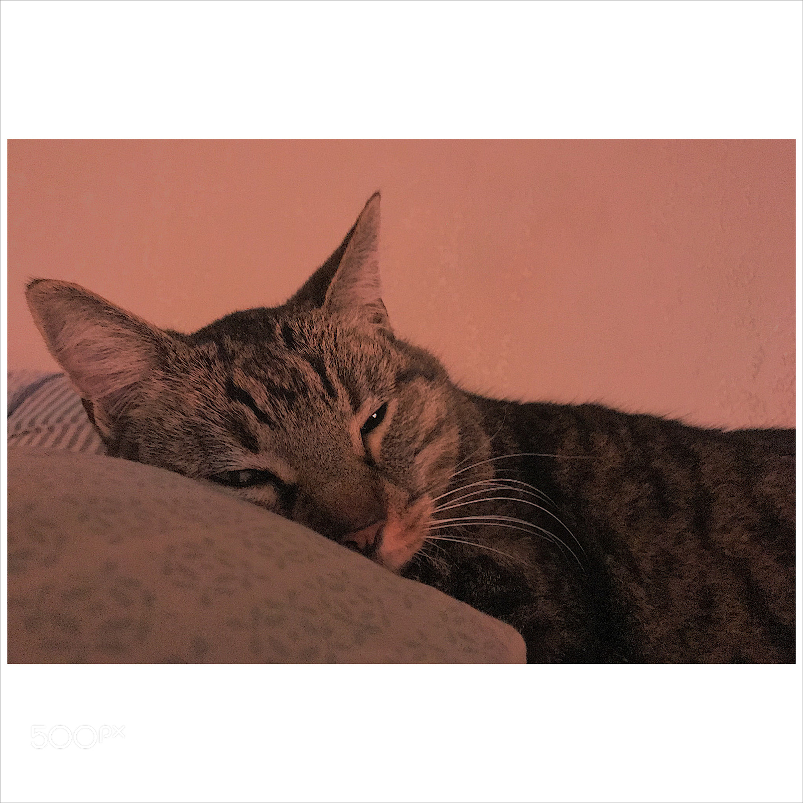Apple iPhone 7 Plus sample photo. Idgie // #cinephile photography