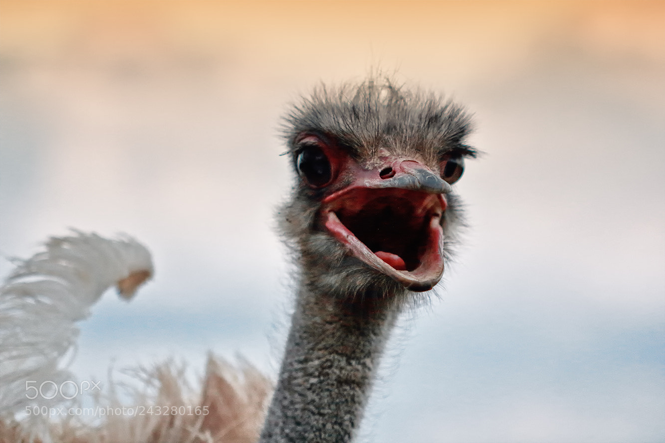 Canon EOS 550D (EOS Rebel T2i / EOS Kiss X4) sample photo. Ostrich photography