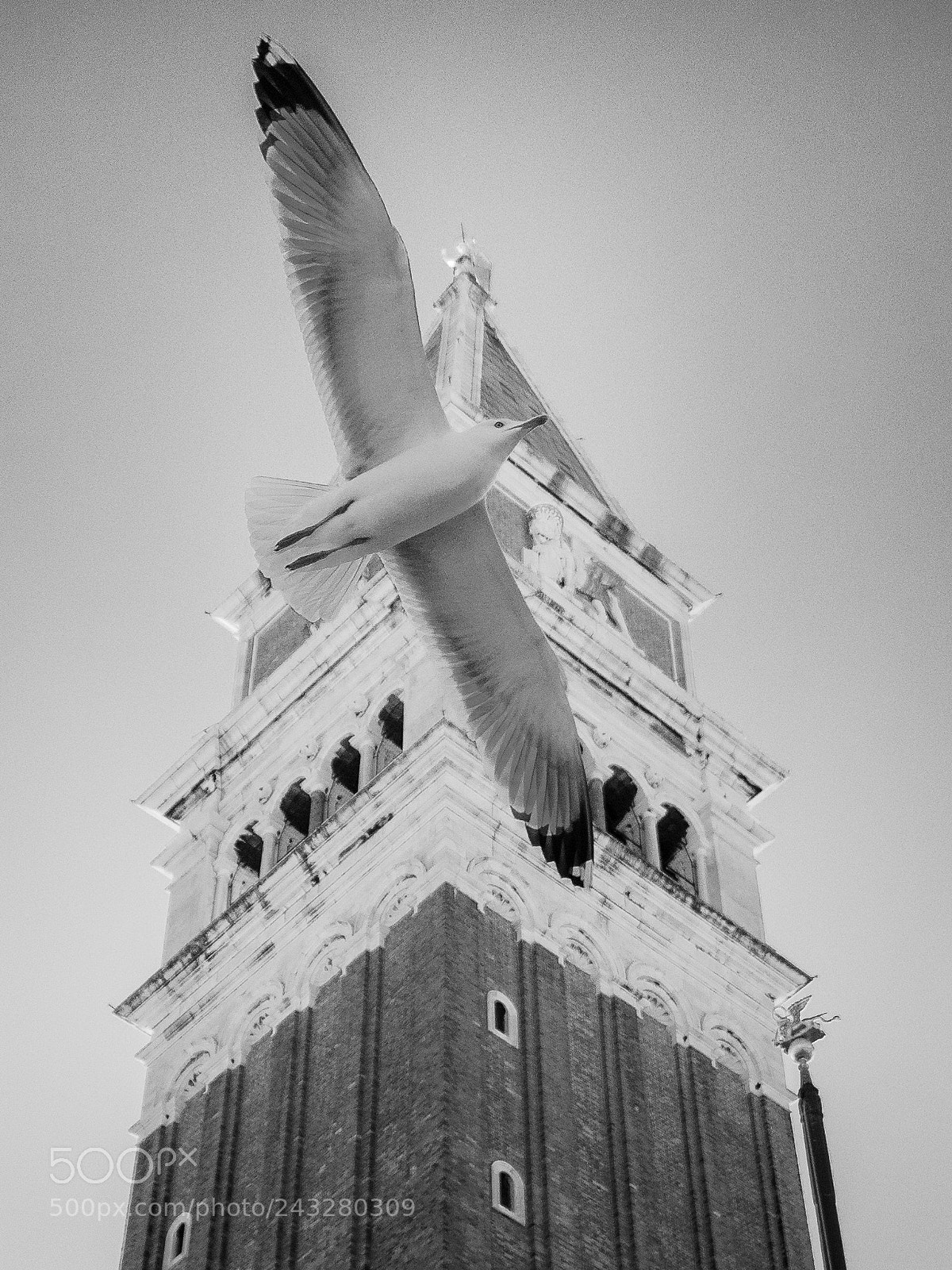 Pentax K-30 sample photo. Seagull at san marco photography