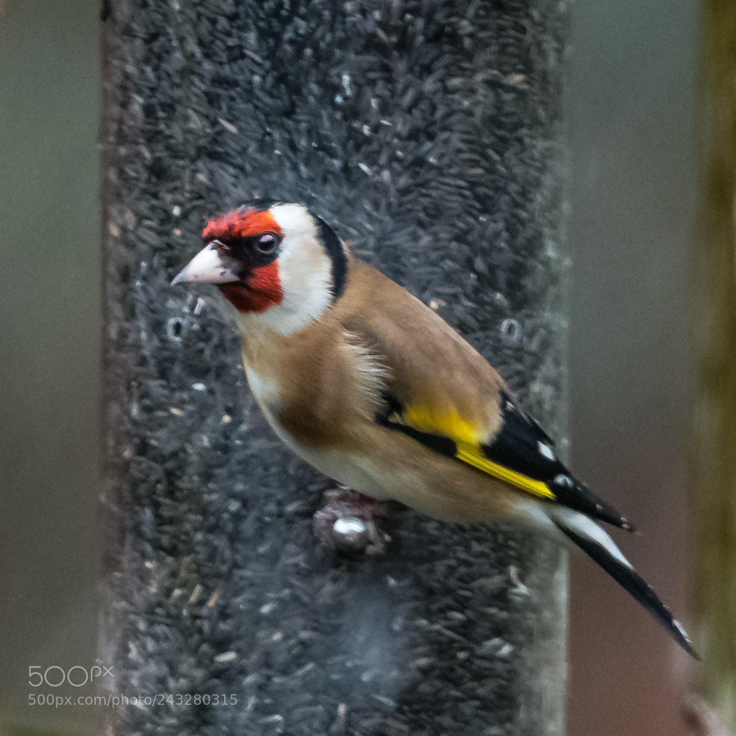 Nikon D850 sample photo. Goldfinch photography