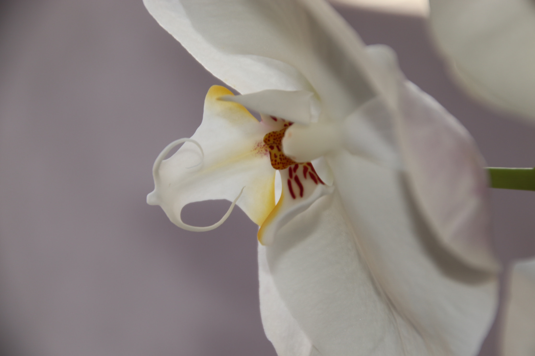 Canon EOS 77D (EOS 9000D / EOS 770D) sample photo