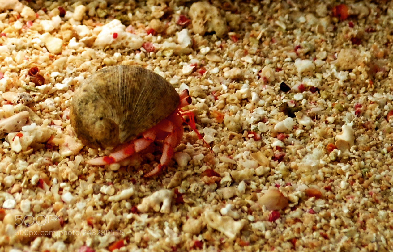 Nikon D5100 sample photo. Moving shell photography