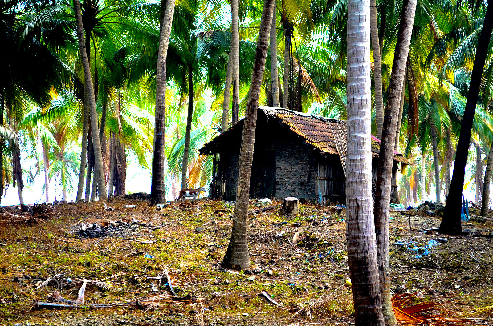 Nikon D5100 sample photo. Hut photography