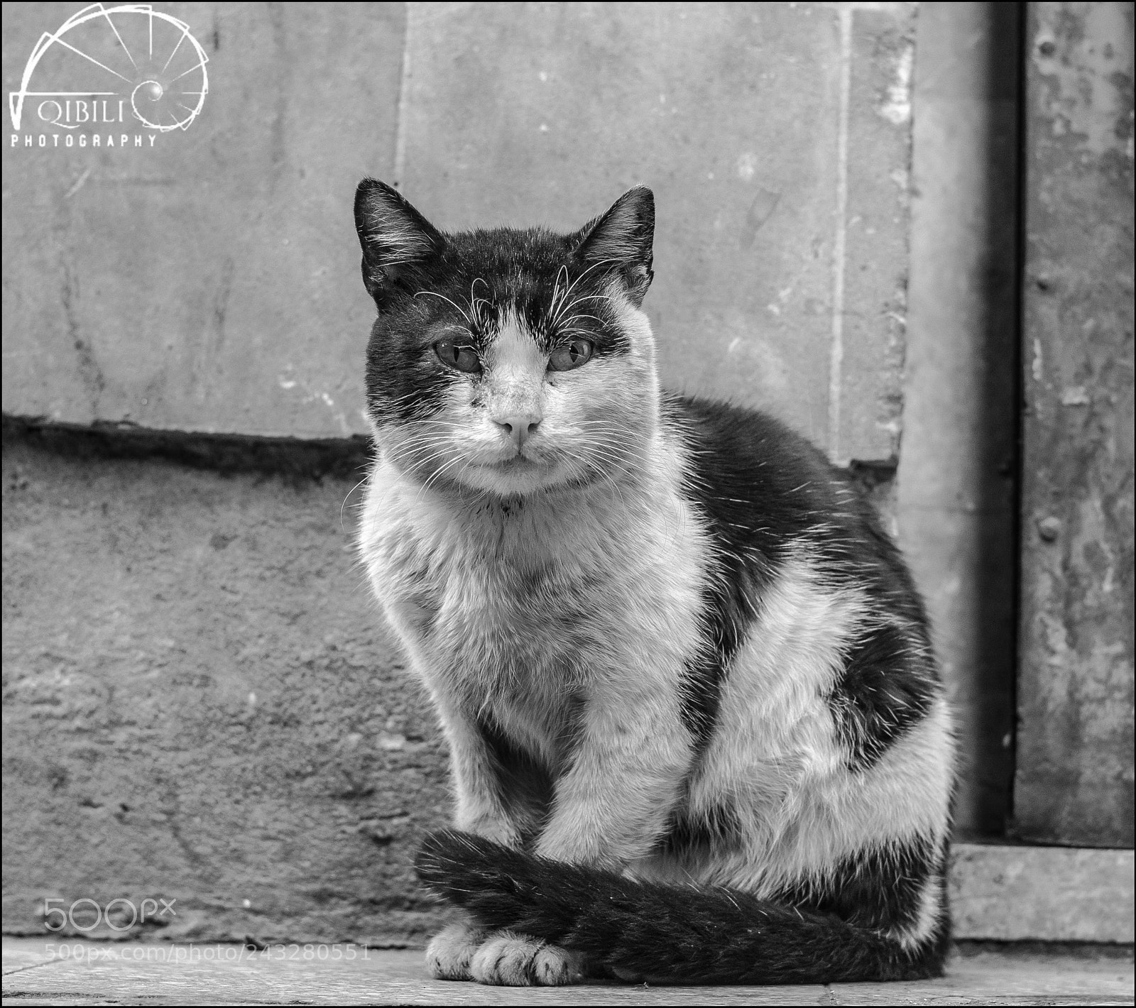 Sony a7 II sample photo. Mr. grumpy face photography