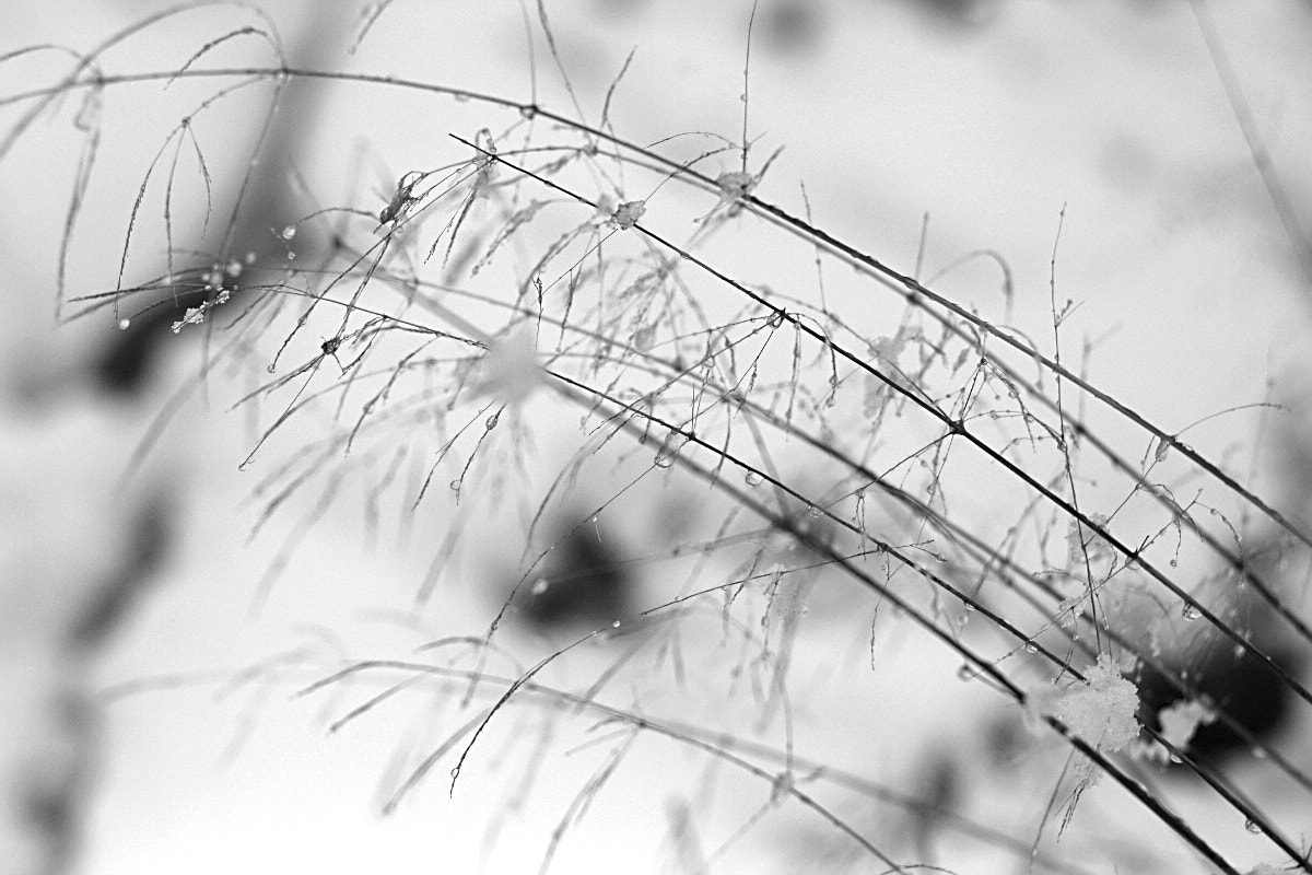 Canon EF 35-80mm f/4-5.6 sample photo. Dance elfs photography