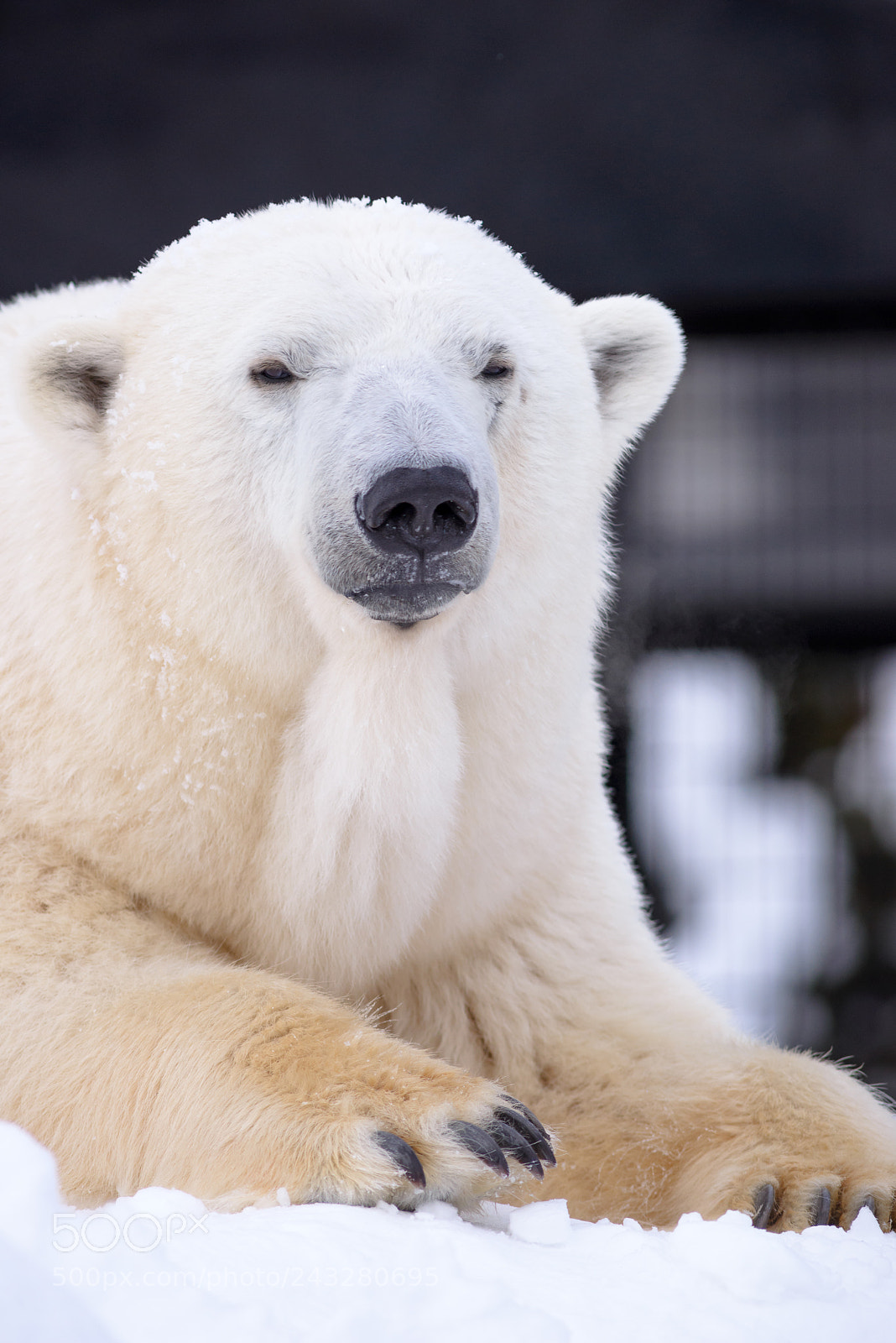 Nikon D600 sample photo. White bear photography