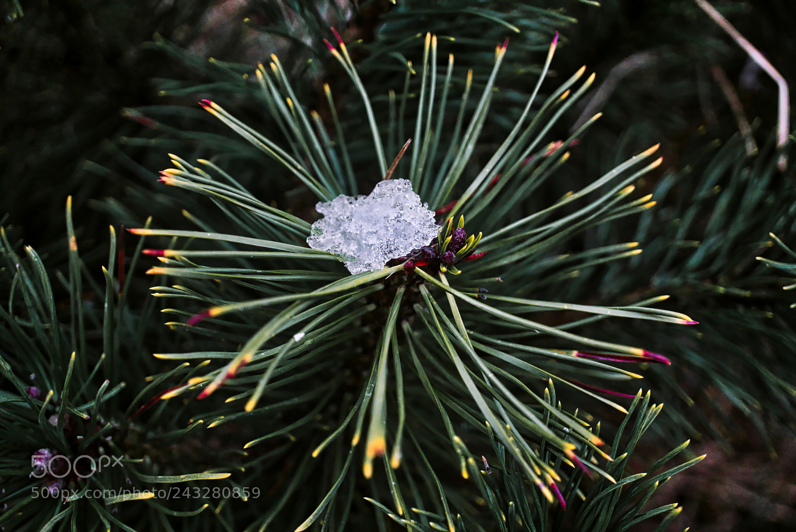 Sony a6500 sample photo. Eis auf einer pflanze photography