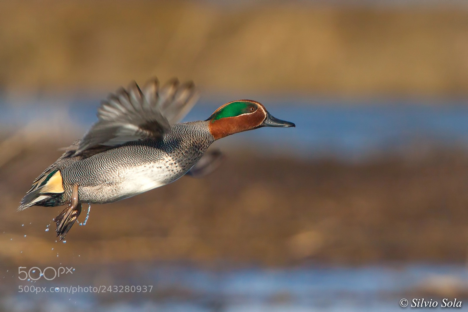 Canon EOS 50D sample photo. Take-off green-winged teal. photography