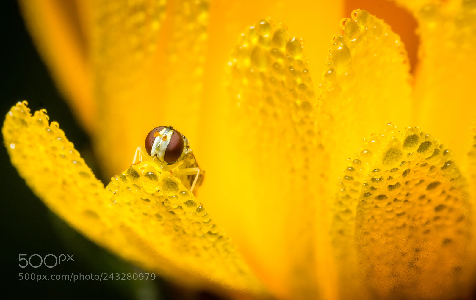 Canon EOS 60D sample photo. Yellow yellow, little fellow... photography