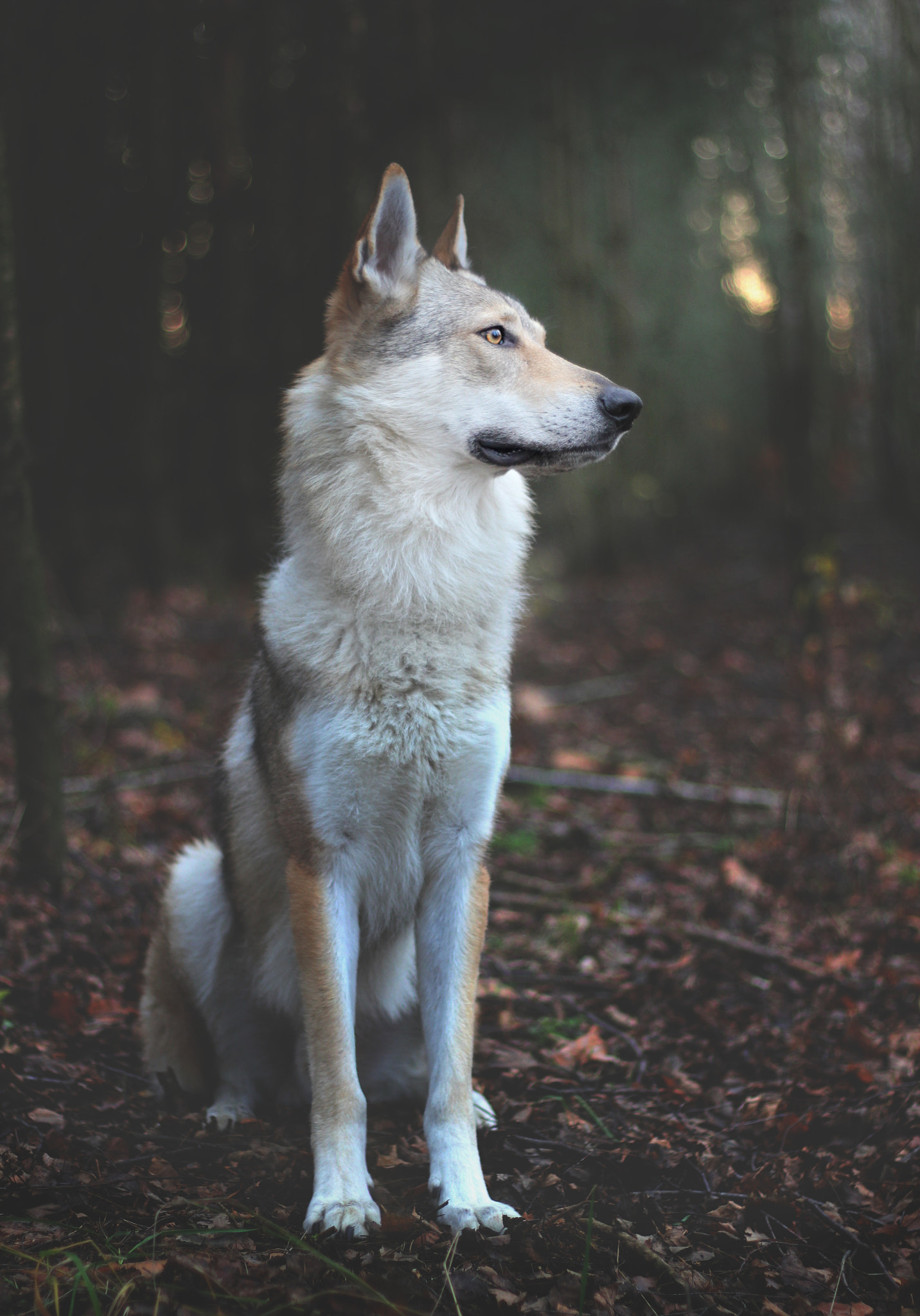 Canon EOS 550D (EOS Rebel T2i / EOS Kiss X4) + Canon EF 50mm F1.8 STM sample photo. Bohun the wolfdog photography