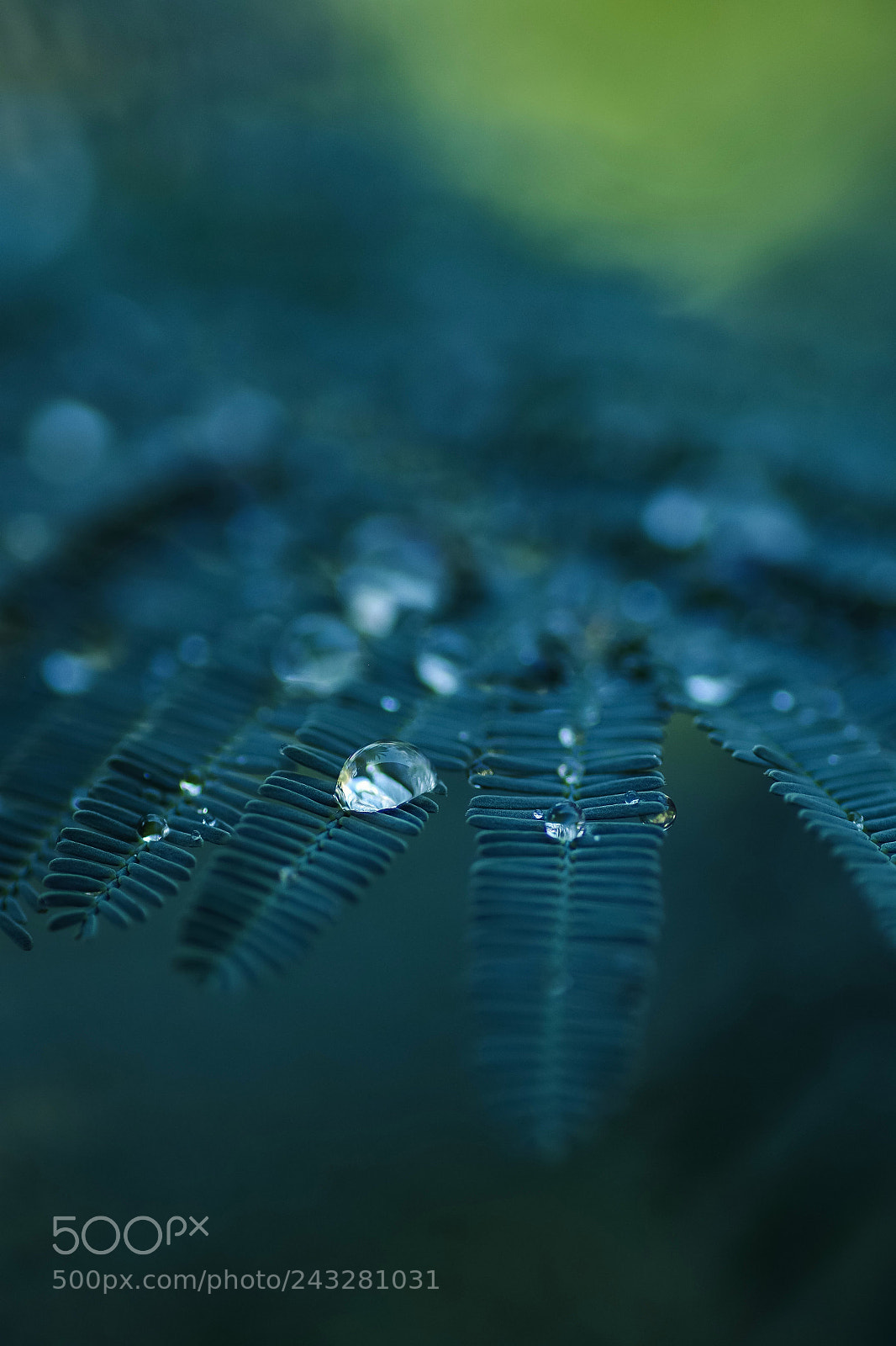 Pentax K-S2 sample photo. Feuille de mimosa photography