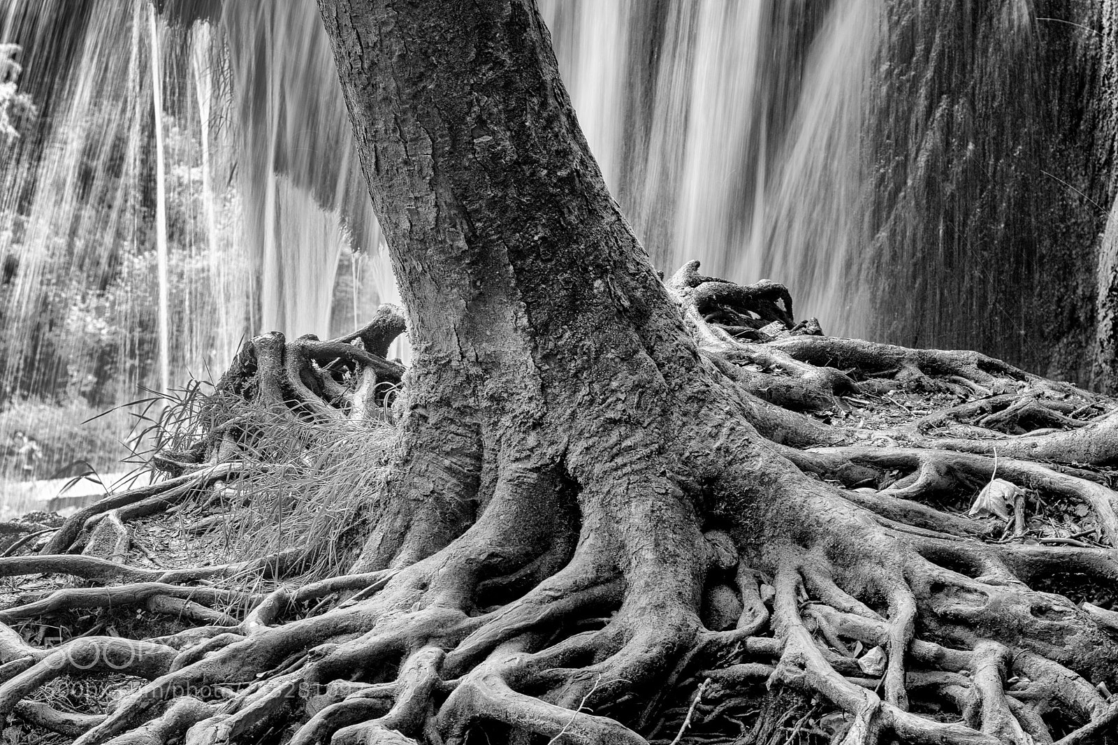 Nikon D7100 sample photo. Roots photography