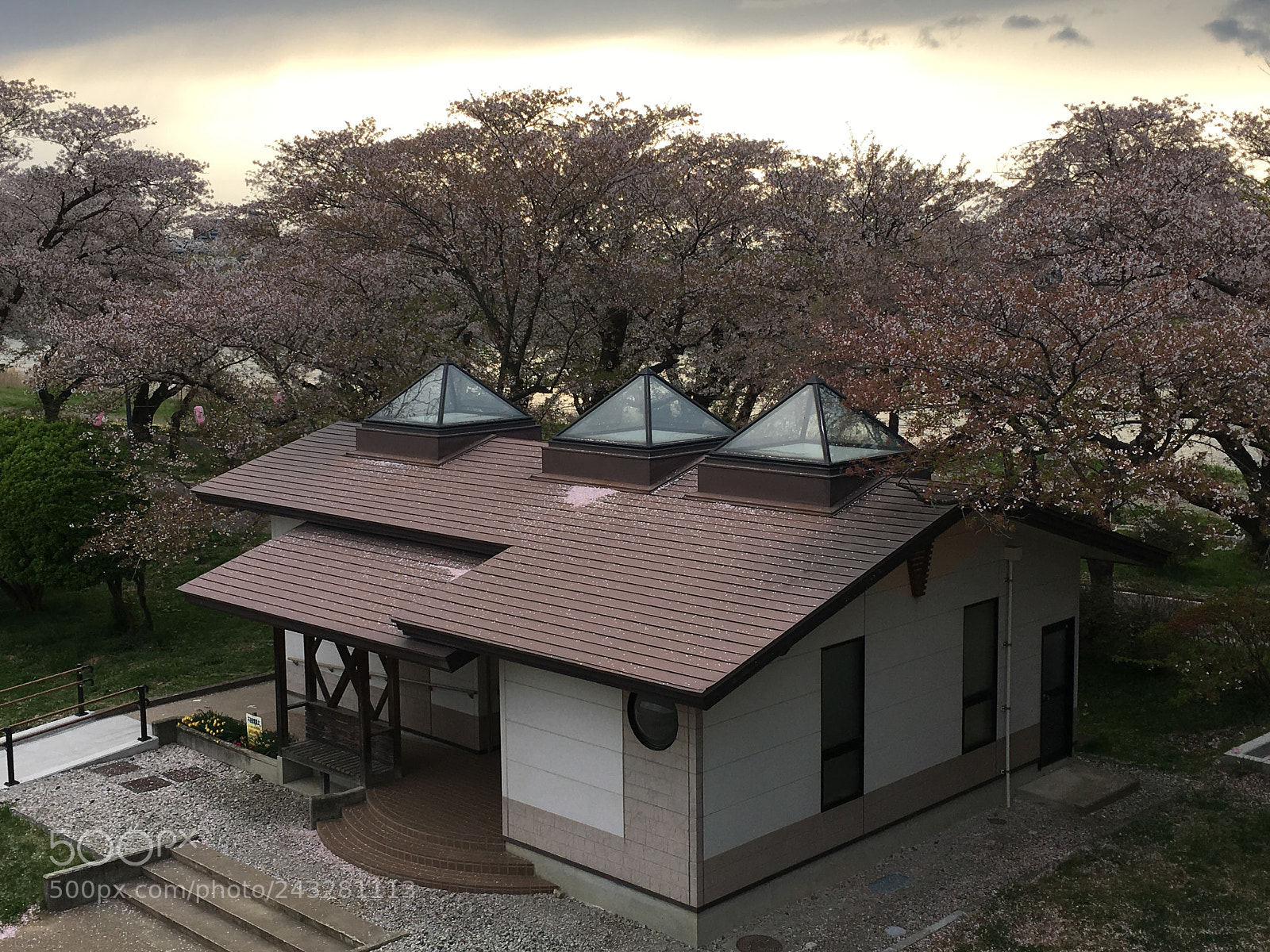 Apple iPhone 6s Plus sample photo. Cherry blossom in osaka photography