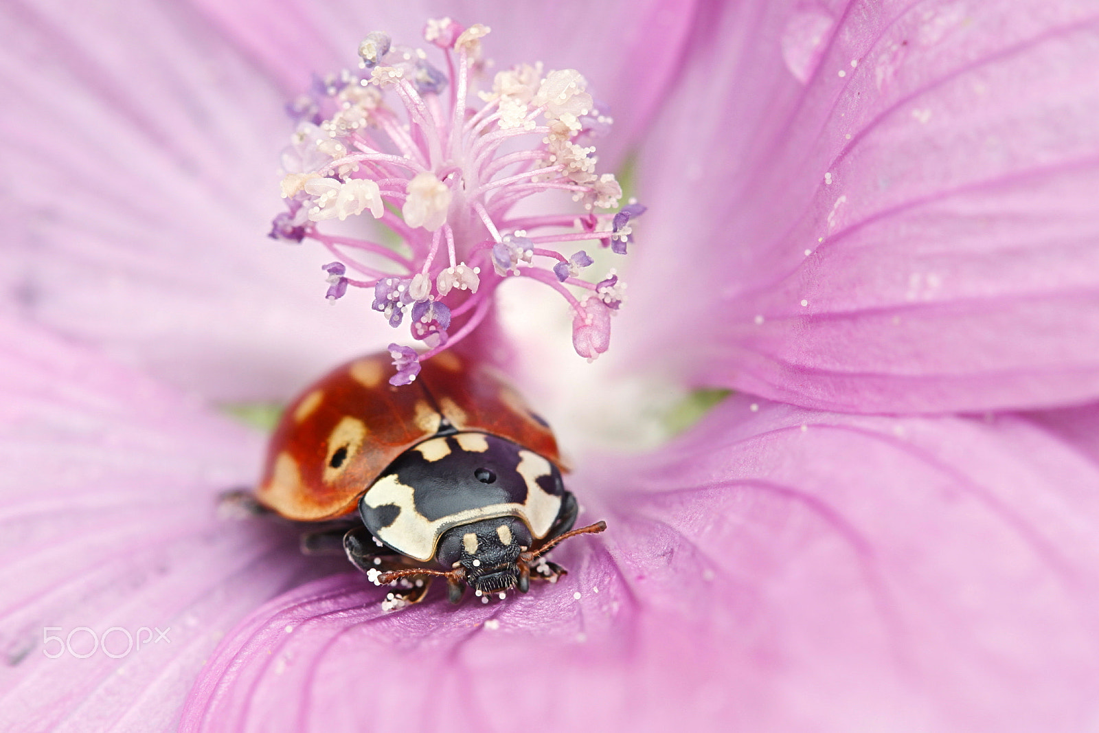 Canon EOS 5D Mark II sample photo. Eyed ladybug, ladybird, anatis ocellata photography