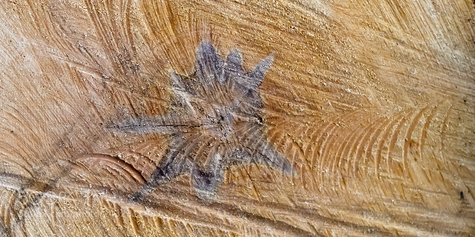 Canon EOS 5DS sample photo. Wood photography
