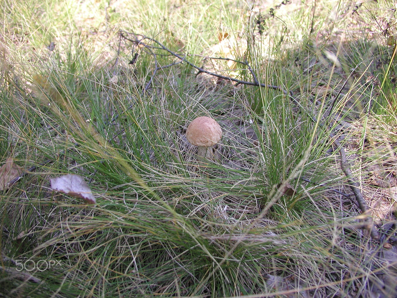 Olympus C4040Z sample photo. Forest mushrooms. edible mushrooms in the forest litter photography