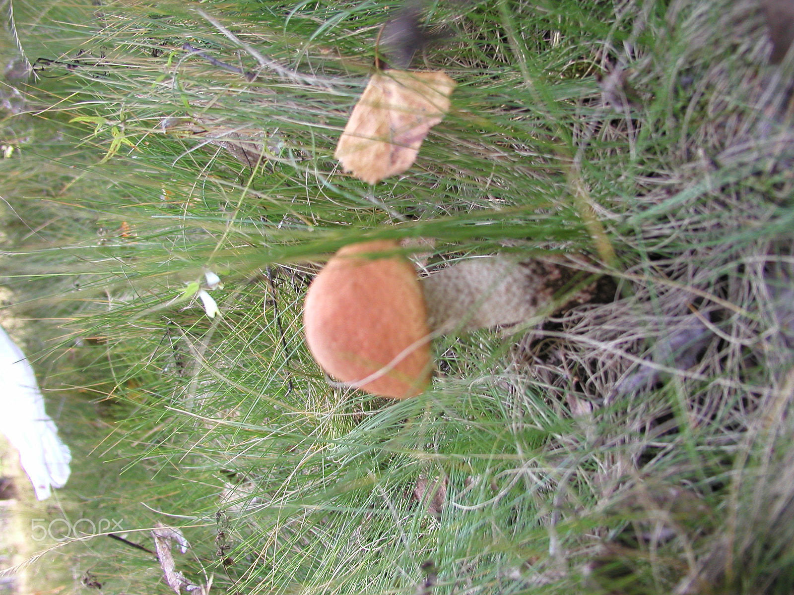 Olympus C4040Z sample photo. Forest mushrooms. edible mushrooms in the forest litter photography