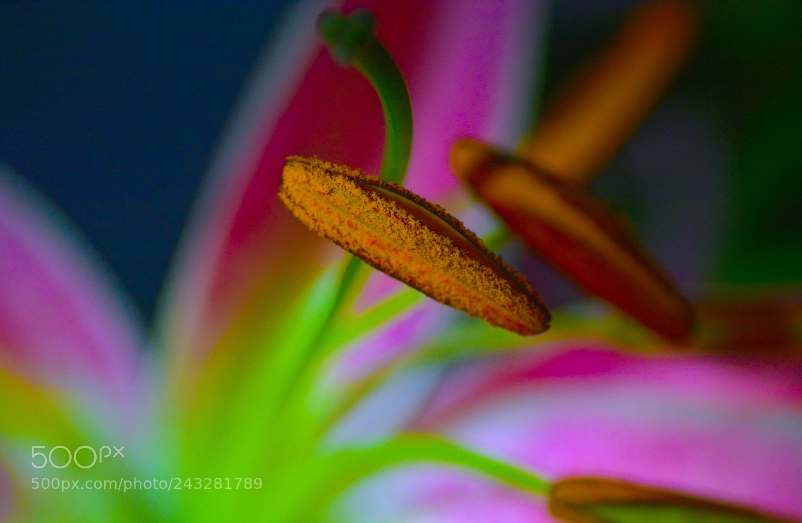 Nikon D7100 sample photo. Lily photography