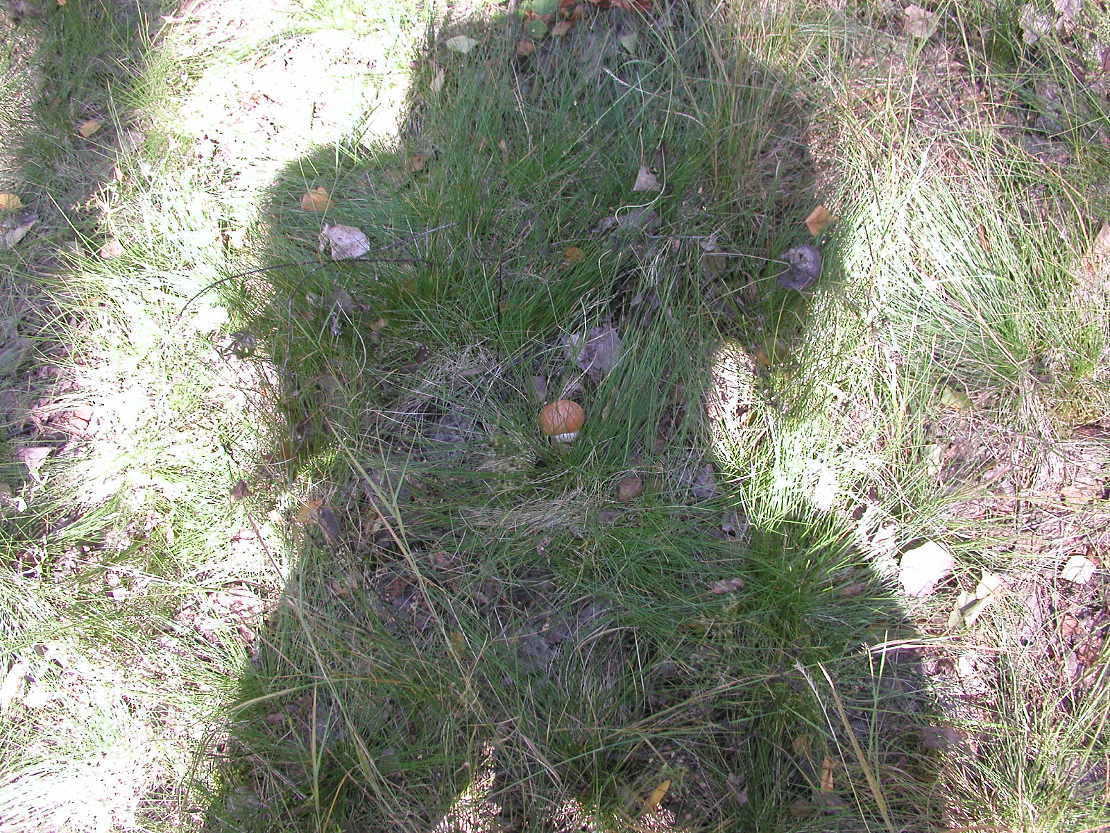 Olympus C4040Z sample photo. Forest mushrooms. edible mushrooms in the forest litter photography