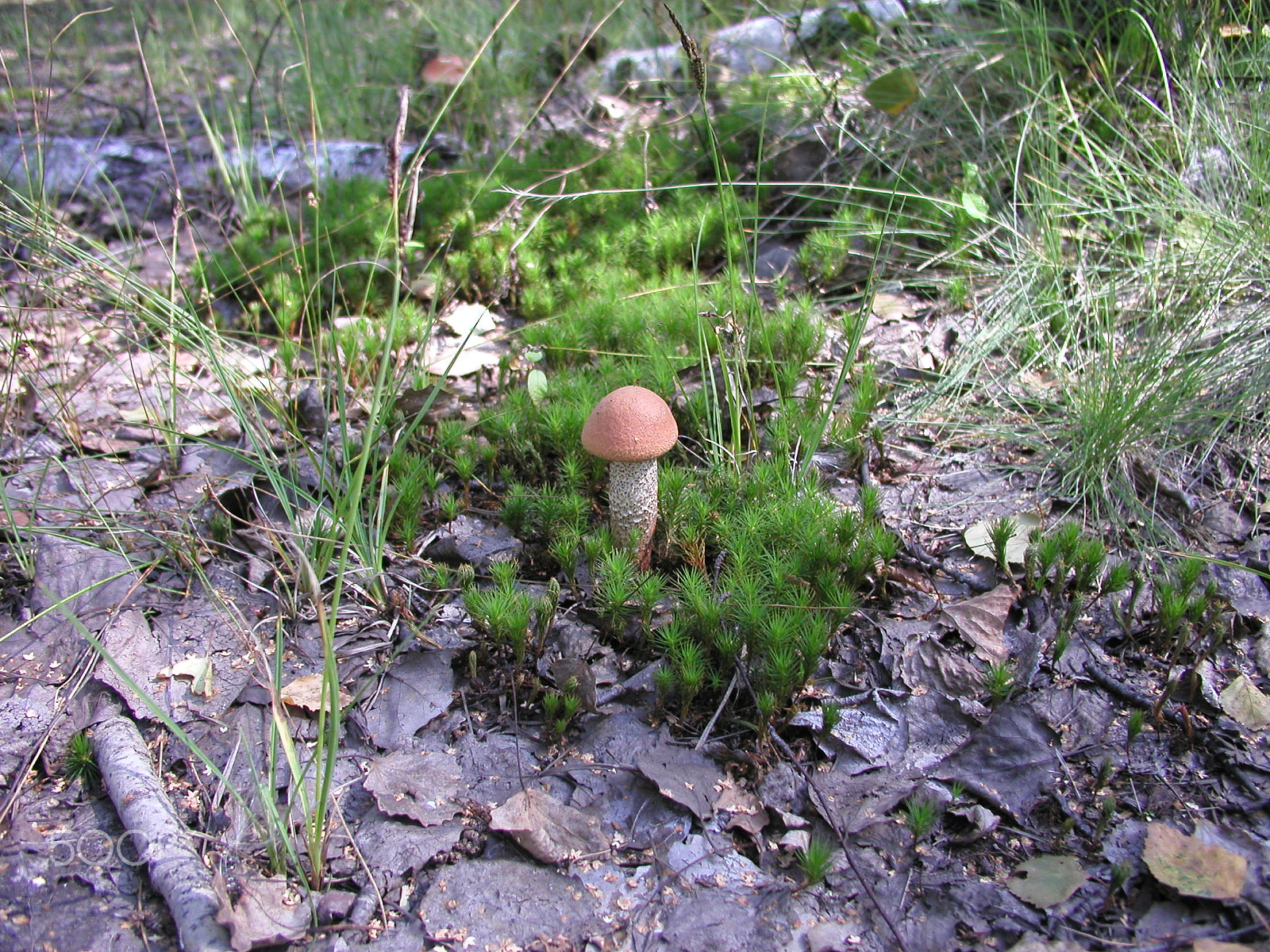 Olympus C4040Z sample photo. Forest mushrooms. edible mushrooms in the forest litter photography