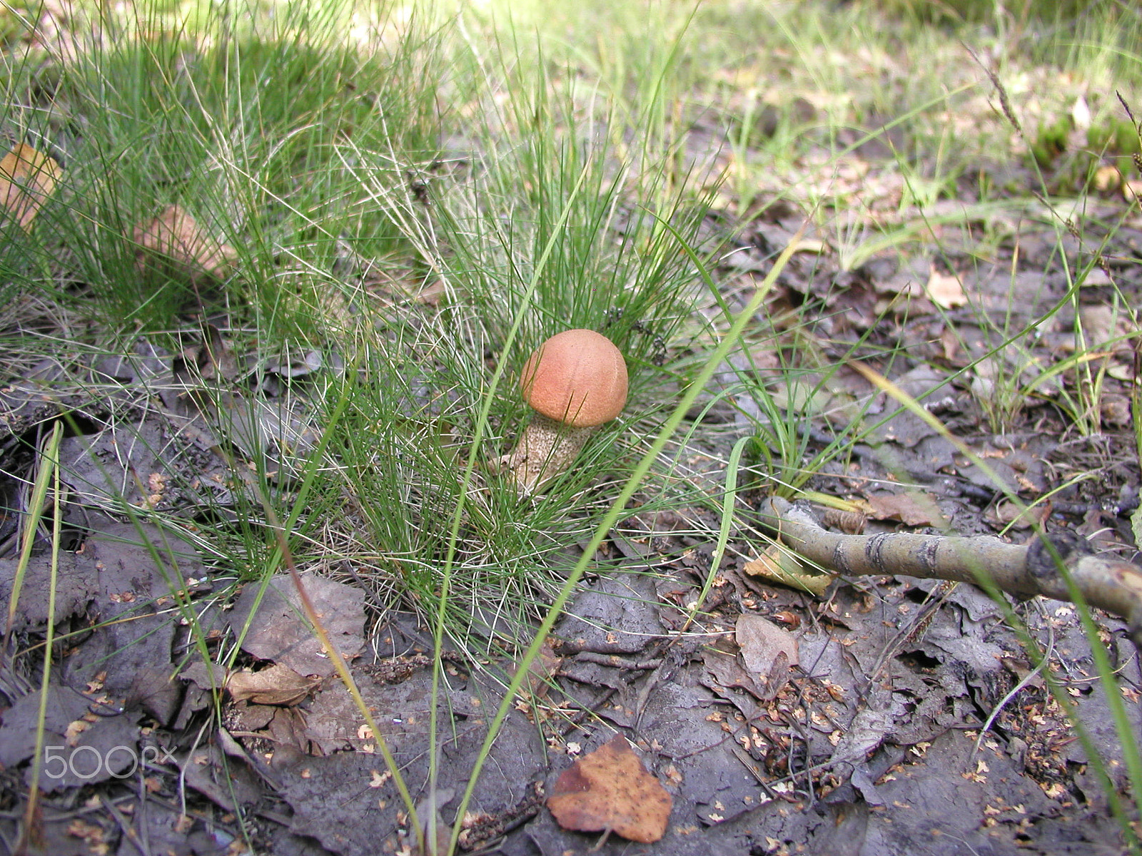 Olympus C4040Z sample photo. Forest mushrooms. edible mushrooms in the forest litter photography