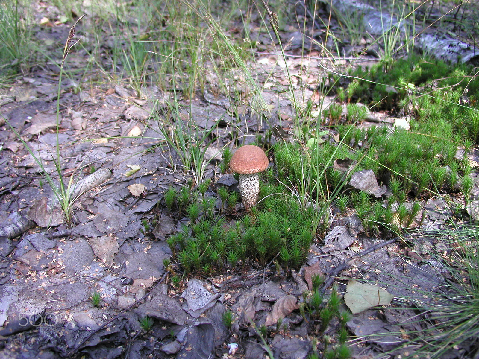 Olympus C4040Z sample photo. Forest mushrooms. edible mushrooms in the forest litter photography