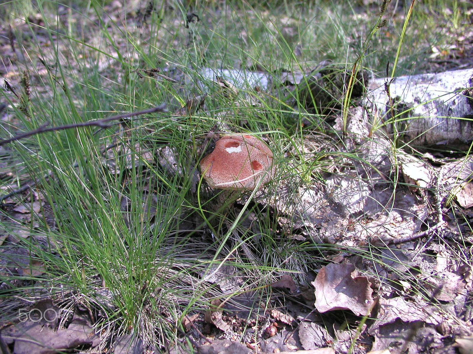 Olympus C4040Z sample photo. Forest mushrooms. edible mushrooms in the forest litter photography