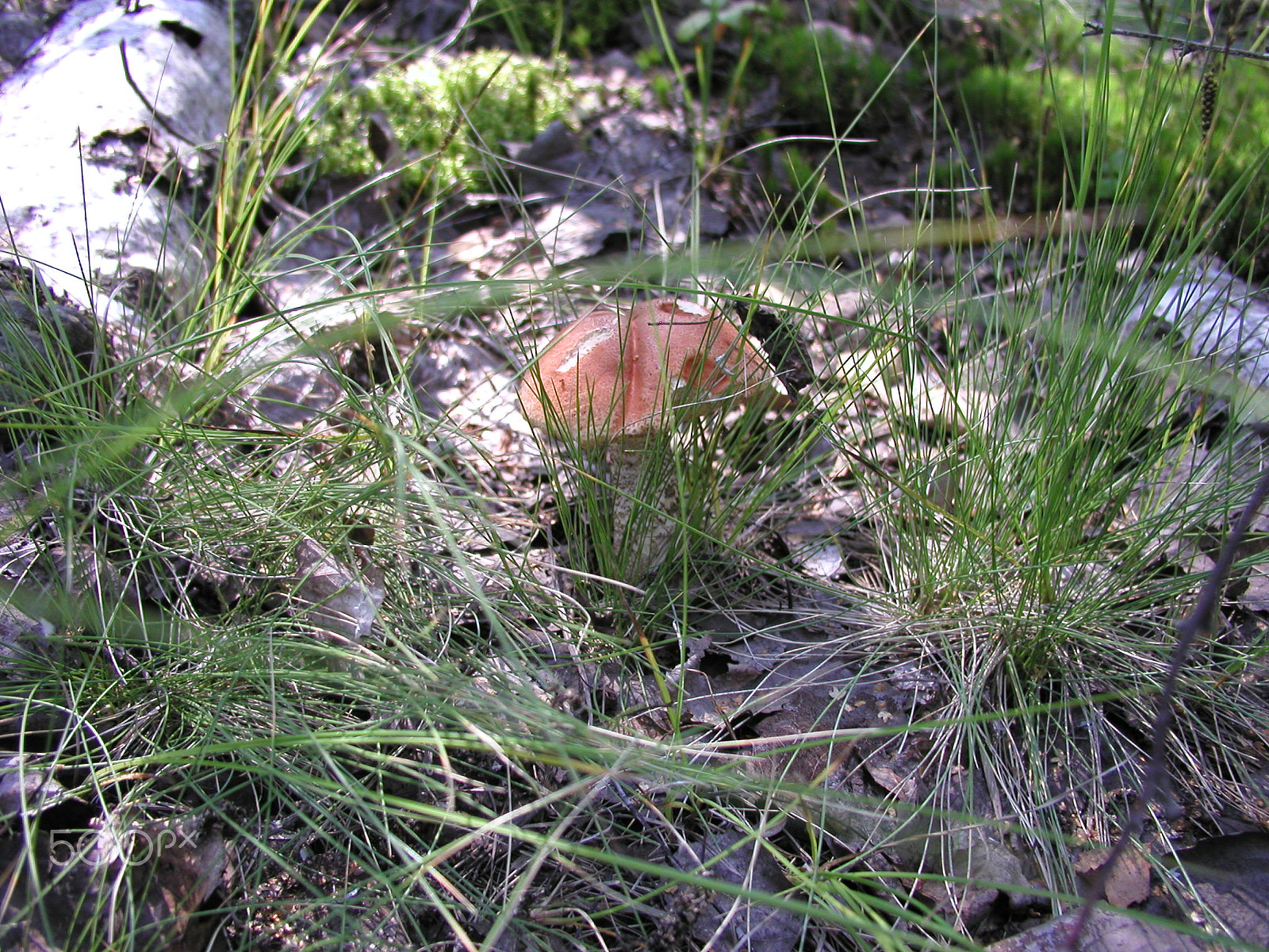 Olympus C4040Z sample photo. Forest mushrooms. edible mushrooms in the forest litter photography