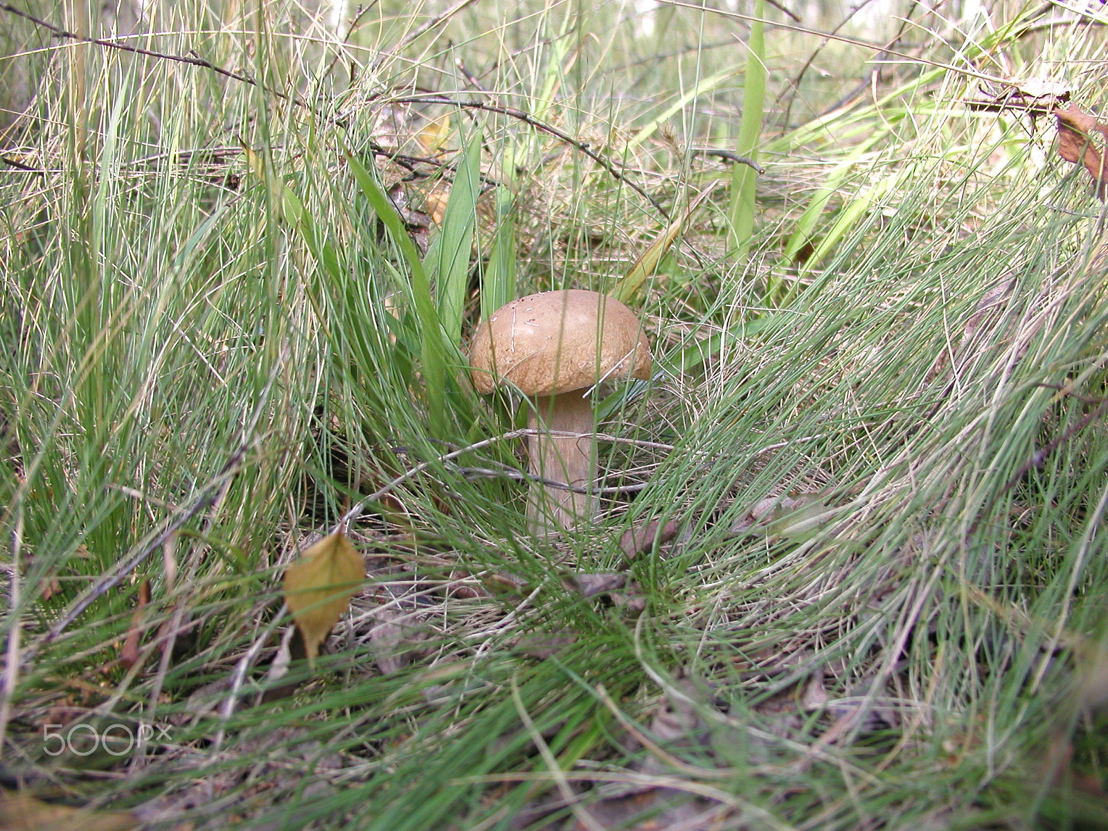 Olympus C4040Z sample photo. Forest mushrooms. edible mushrooms in the forest litter photography