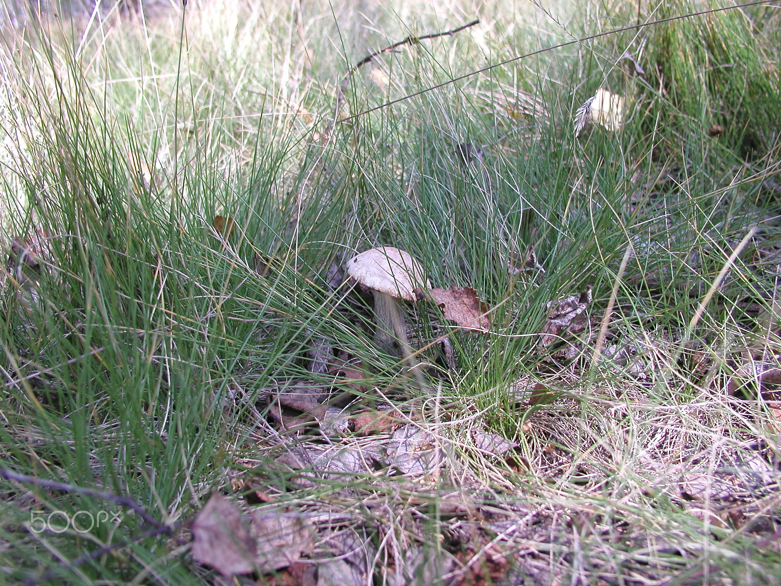Olympus C4040Z sample photo. Forest mushrooms. edible mushrooms in the forest litter photography