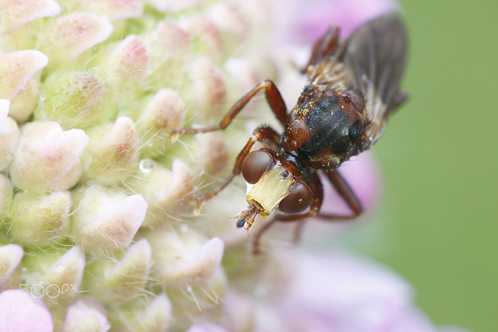 Canon EOS 5D Mark II sample photo. Ferruginous bee-grabber fly, sicus ferrugineus, photography