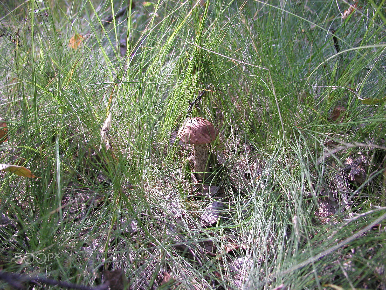 Olympus C4040Z sample photo. Forest mushrooms. edible mushrooms in the forest litter photography