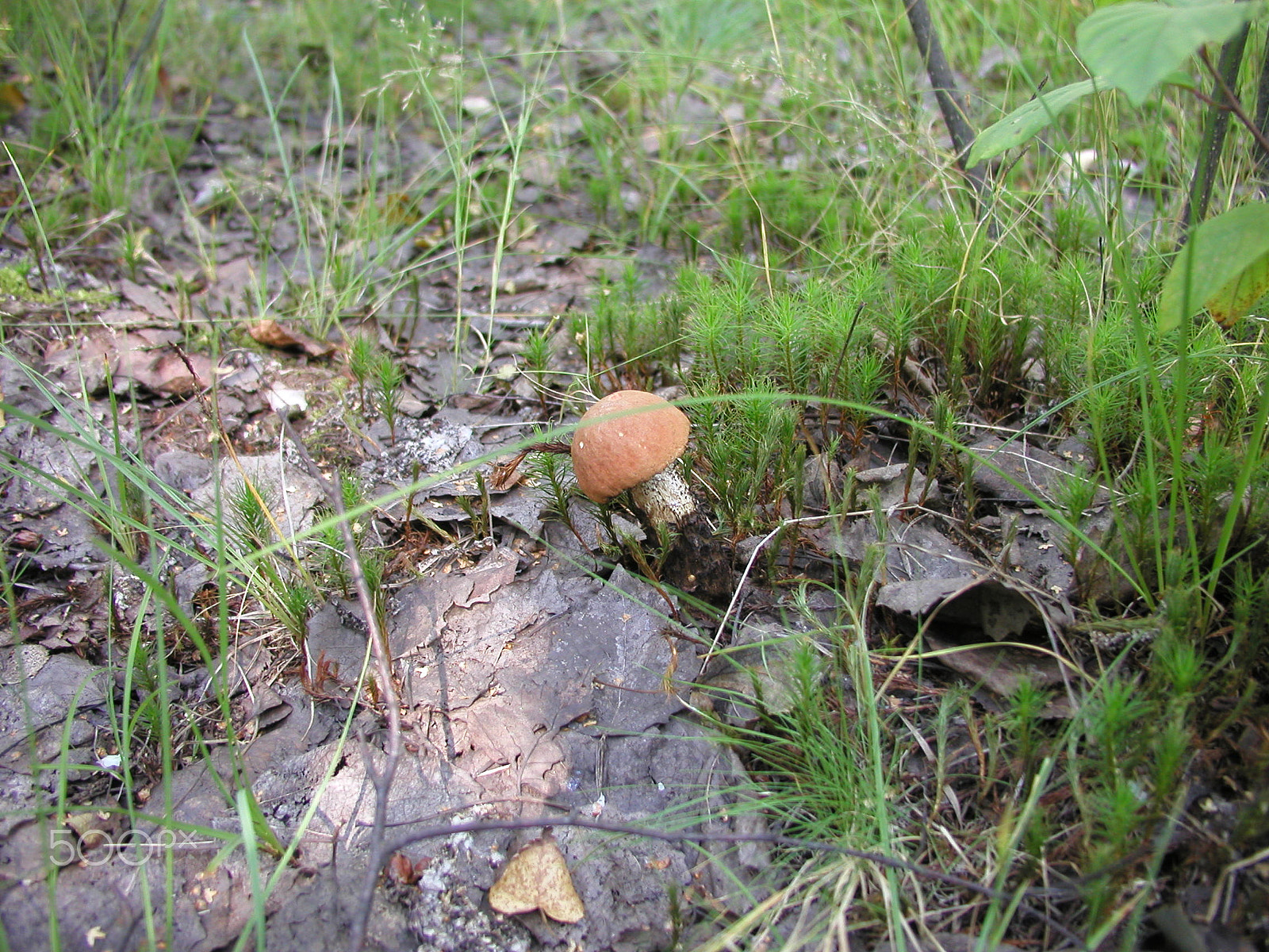 Olympus C4040Z sample photo. Forest mushrooms. edible mushrooms in the forest litter photography