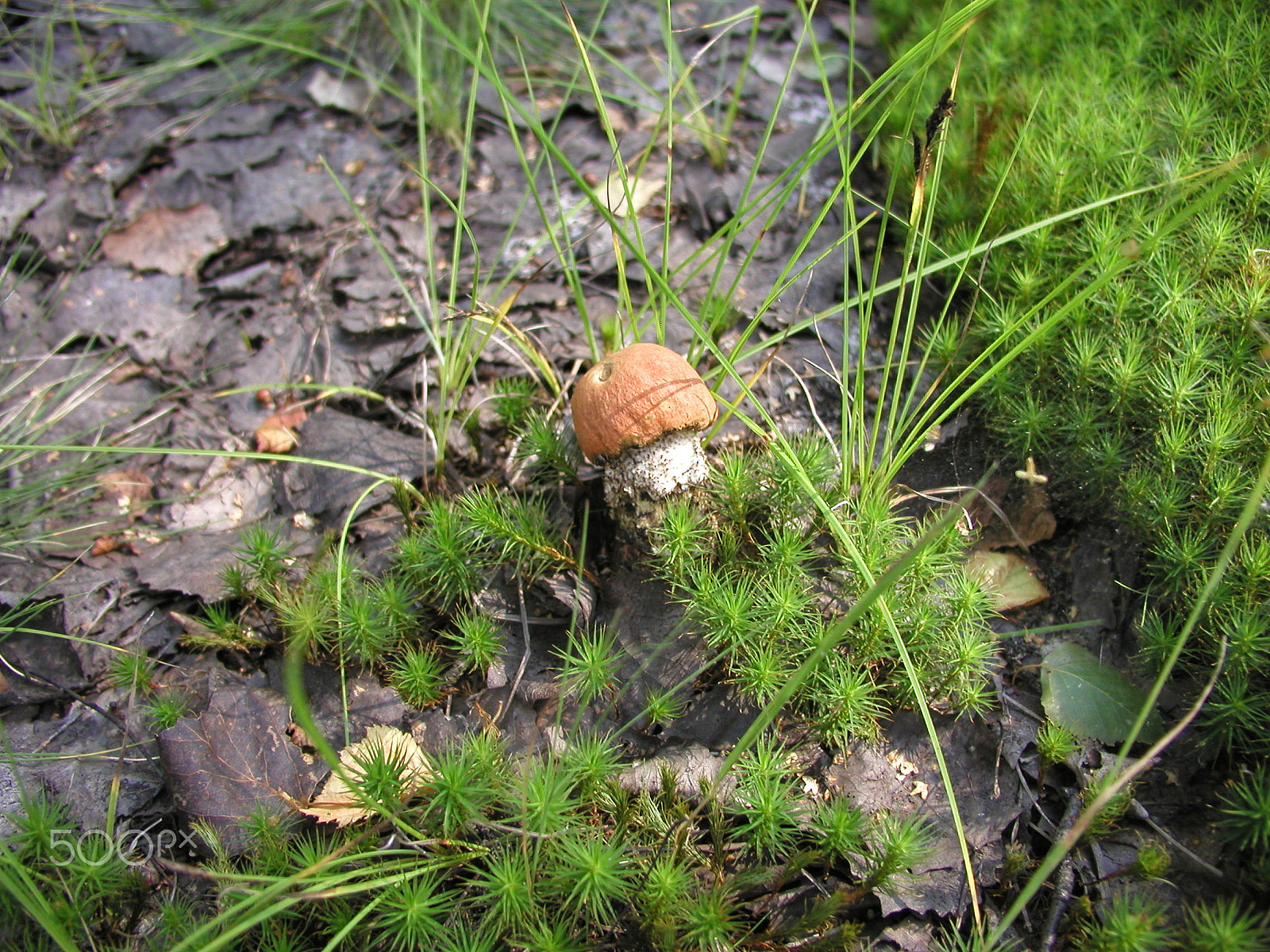 Olympus C4040Z sample photo. Forest mushrooms. edible mushrooms in the forest litter photography