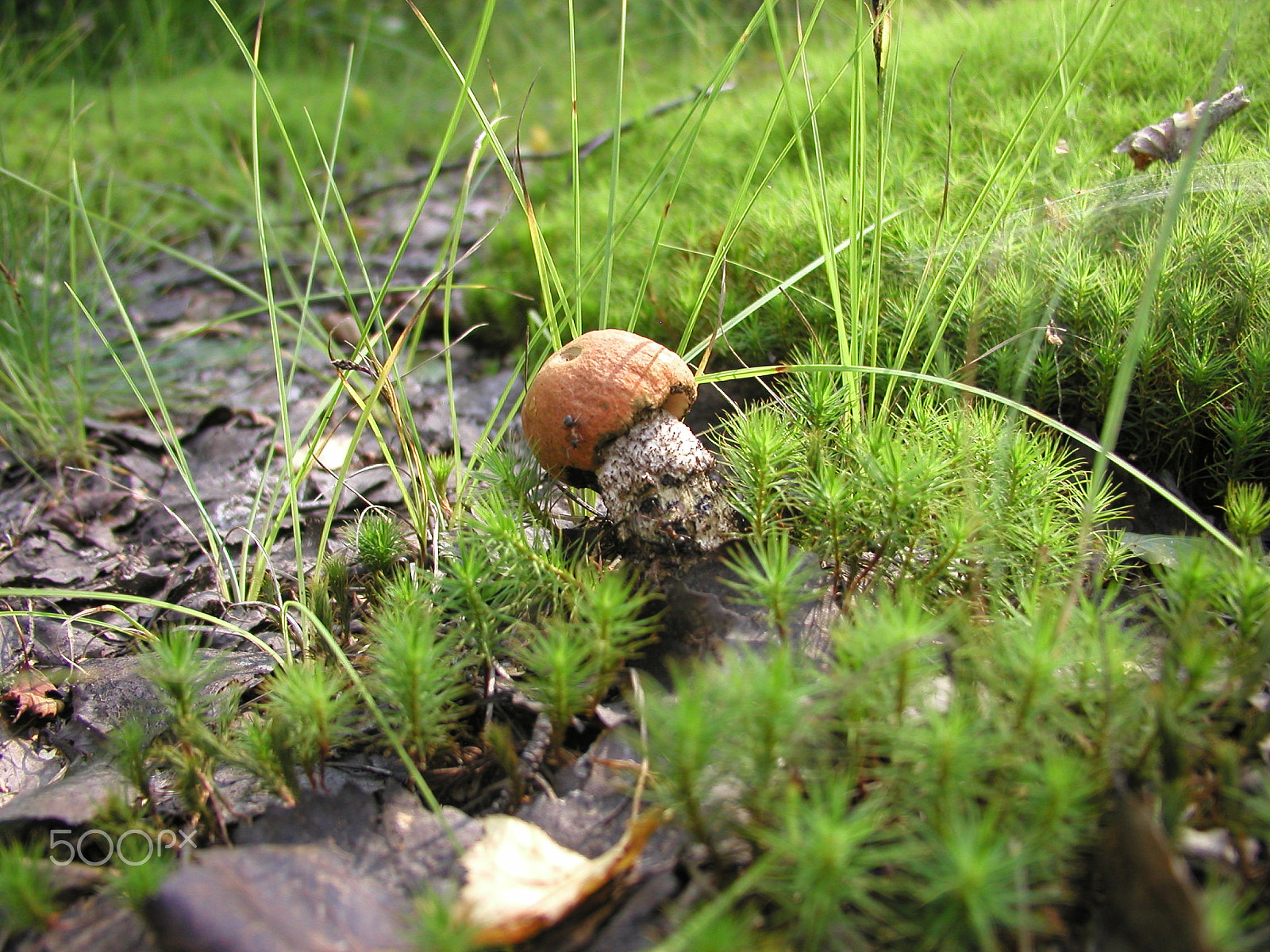 Olympus C4040Z sample photo. Forest mushrooms. edible mushrooms in the forest litter photography