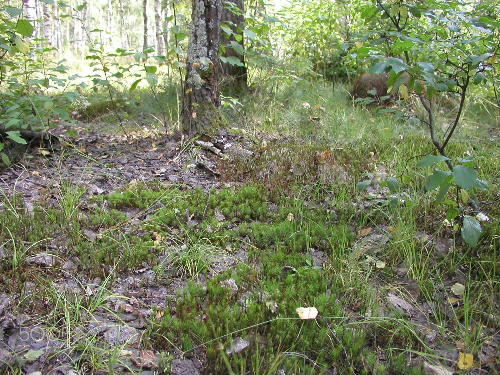 Olympus C4040Z sample photo. Forest mushrooms. edible mushrooms in the forest litter photography