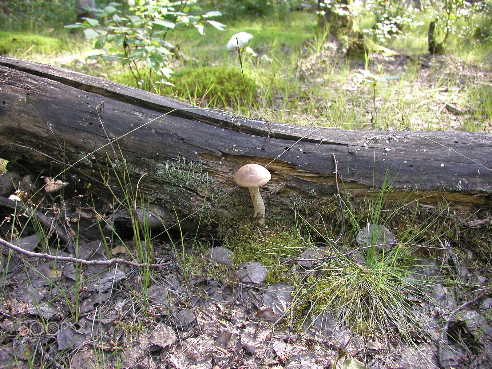 Olympus C4040Z sample photo. Forest mushrooms. edible mushrooms in the forest litter photography