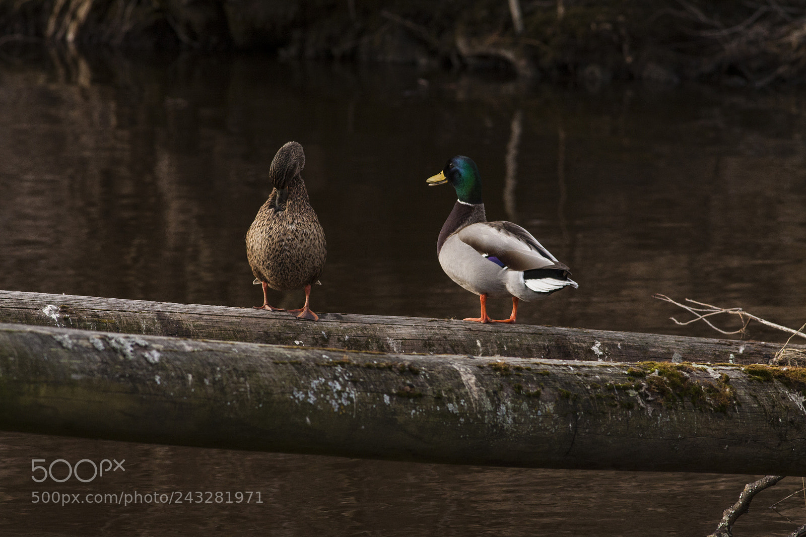 Canon EOS 50D sample photo. Two mallards on a photography
