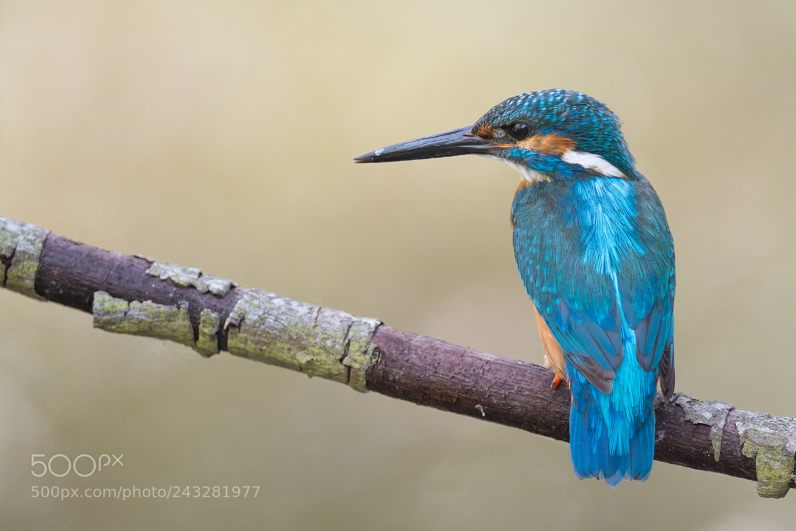 Nikon D7100 sample photo. Kingfisher photography