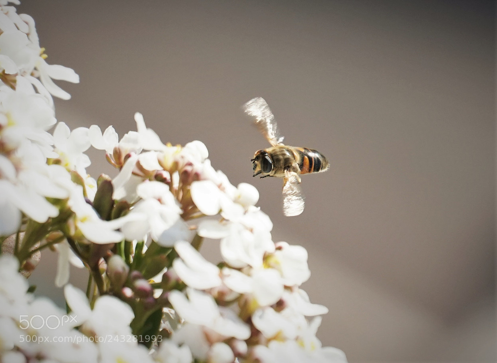 Sony a6500 sample photo. Apis mellifera photography