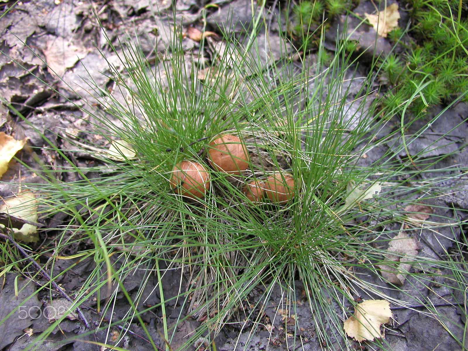 Olympus C4040Z sample photo. Forest mushrooms. edible mushrooms in the forest litter photography