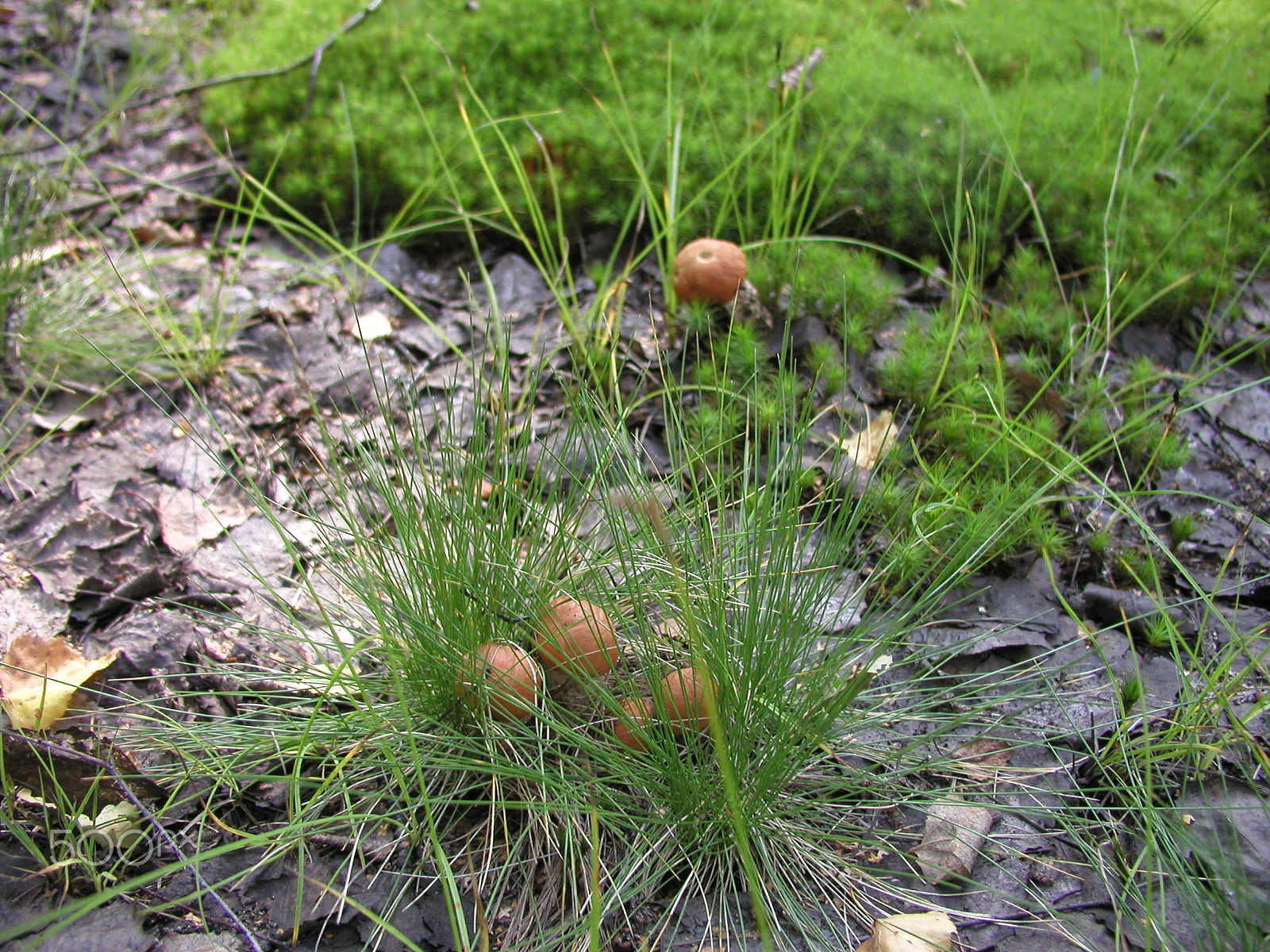 Olympus C4040Z sample photo. Forest mushrooms. edible mushrooms in the forest litter photography
