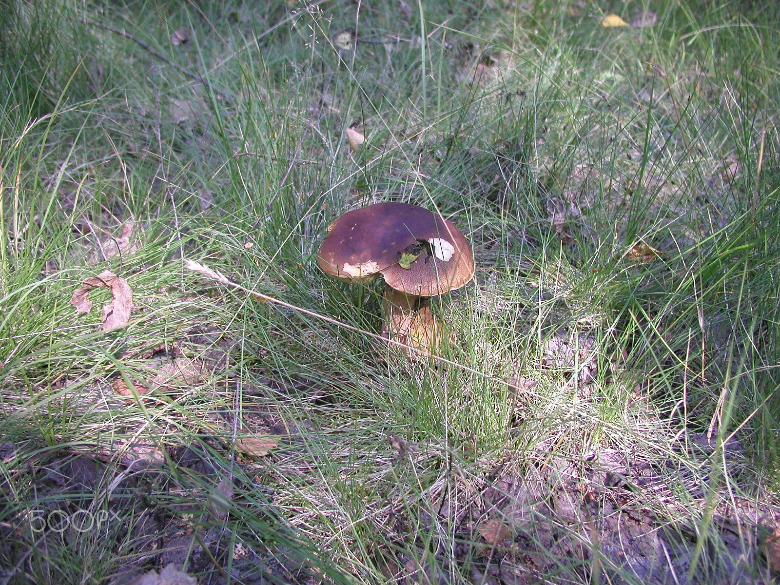 Olympus C4040Z sample photo. Forest mushrooms. edible mushrooms in the forest litter photography