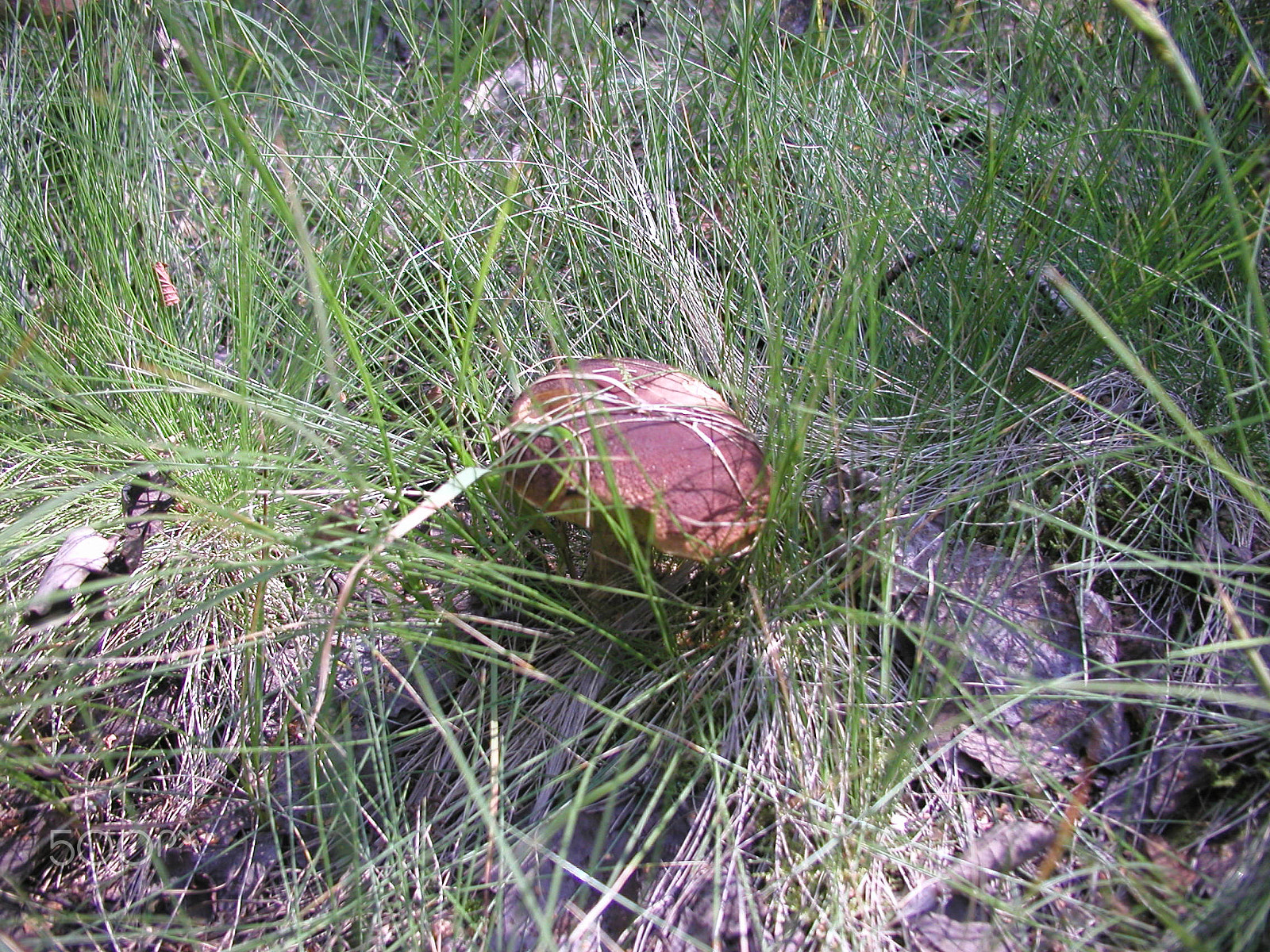 Olympus C4040Z sample photo. Forest mushrooms. edible mushrooms in the forest litter photography