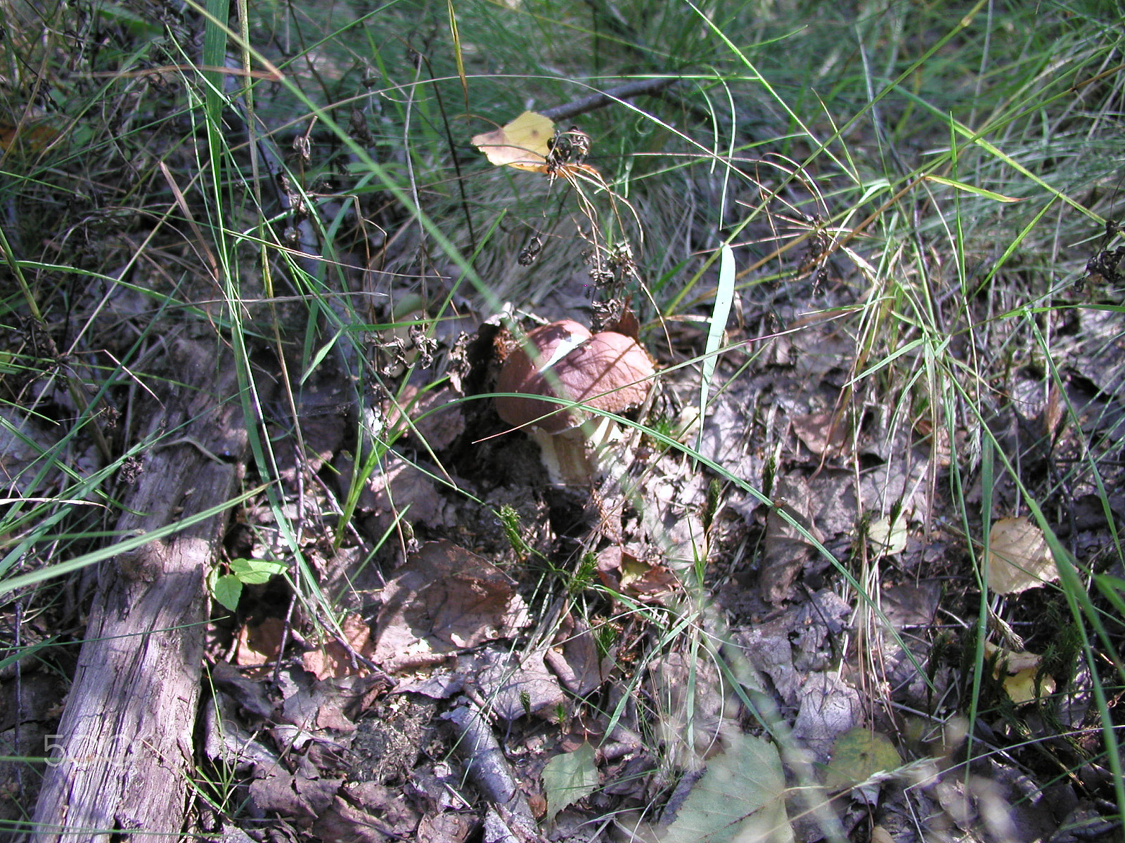 Olympus C4040Z sample photo. Forest mushrooms. edible mushrooms in the forest litter photography