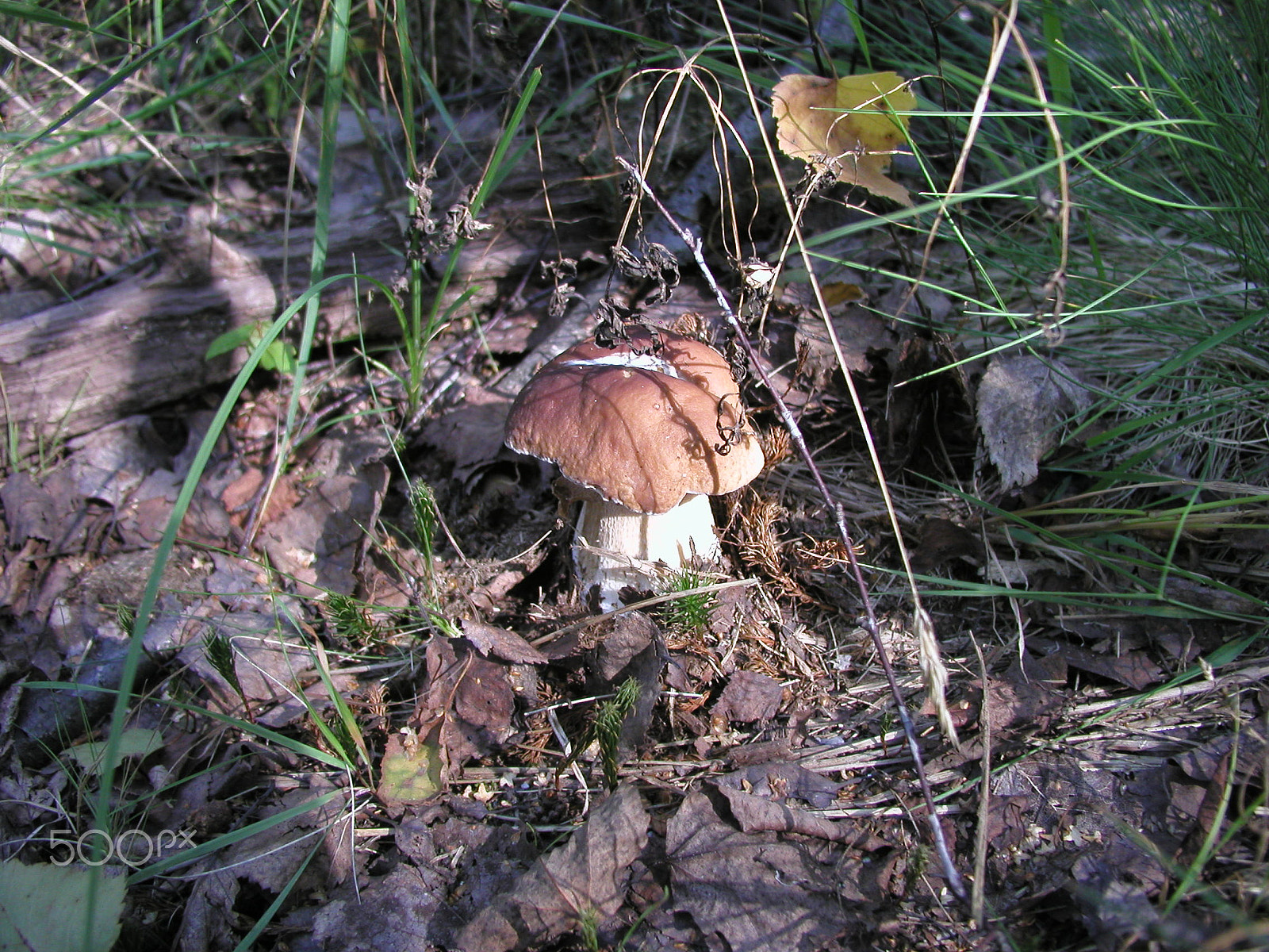 Olympus C4040Z sample photo. Forest mushrooms. edible mushrooms in the forest litter photography