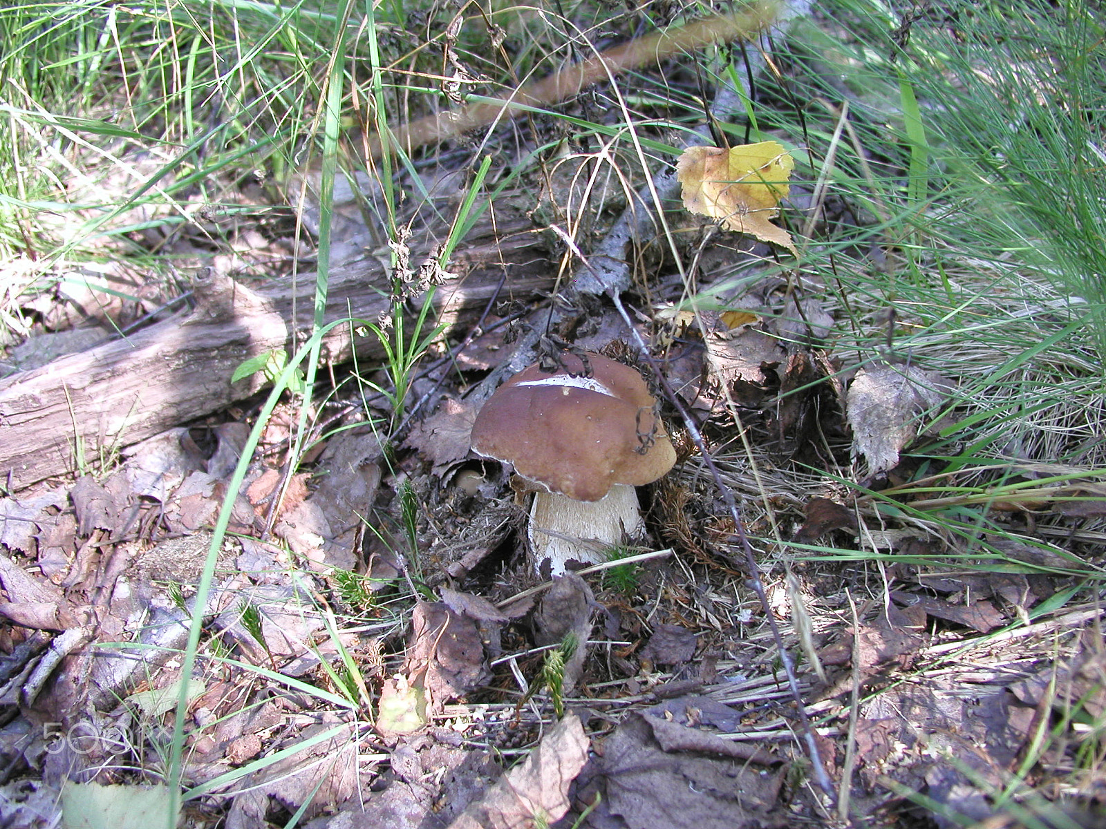 Olympus C4040Z sample photo. Forest mushrooms. edible mushrooms in the forest litter photography